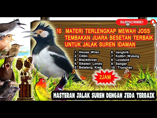 Masteran Jalak Suren Full Isian Tembakan Mewah Lengkap - Masteran Jalak Suren Juara Nasional 2021 class=