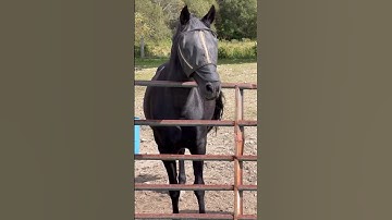 Ngựa Đen ở nông trại Mỹ #cảnh