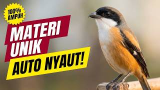 cendet gacor MATERI UNIK masteran cendet full durasi panjang