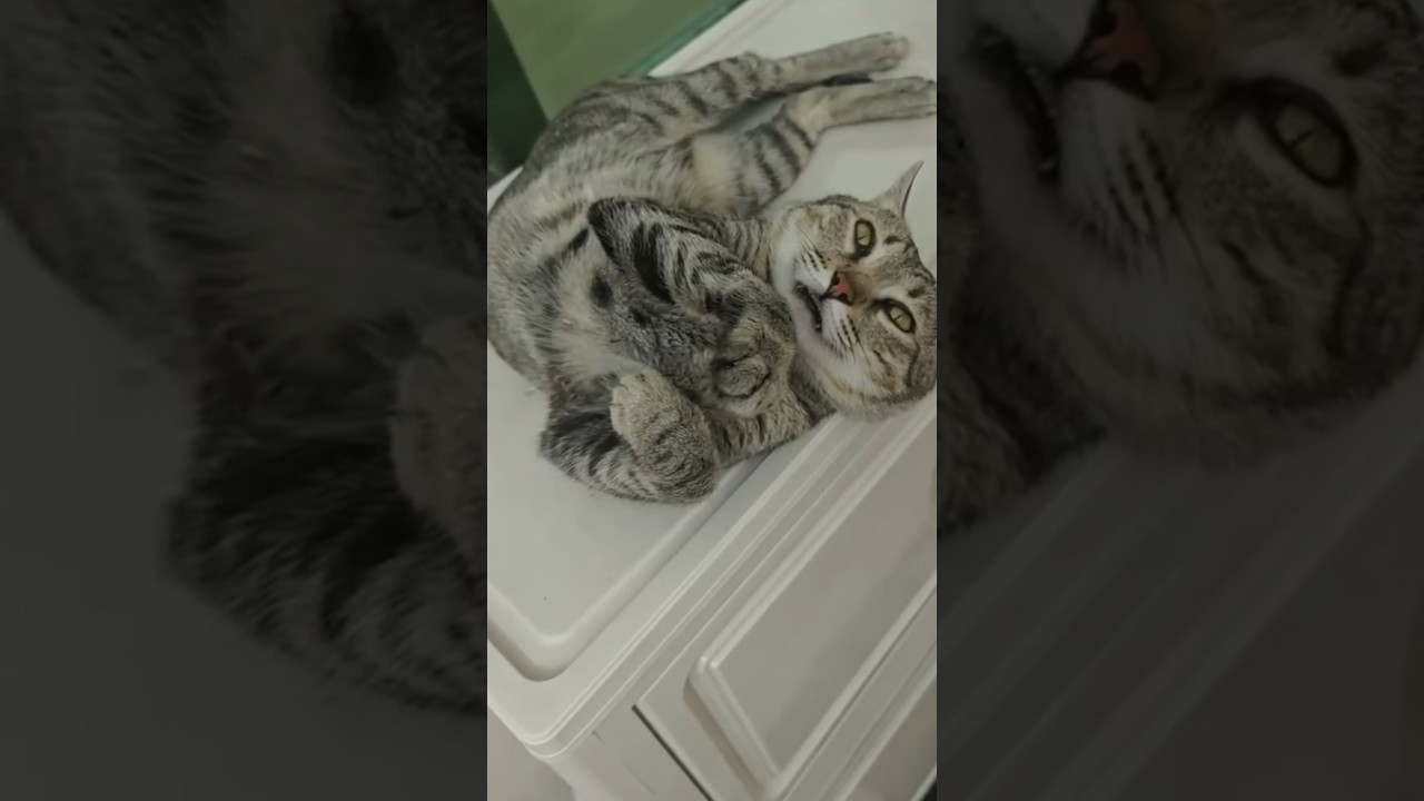 Tabby Cat Lounges on Back in Odd Pose on White Furniture