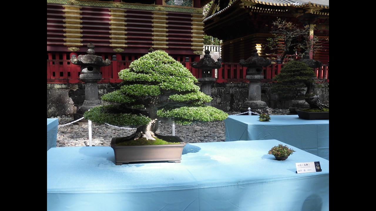 Bonsai　盆栽