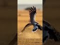 Secretary birds vs leopard #wildlife #secretary #leopard ard