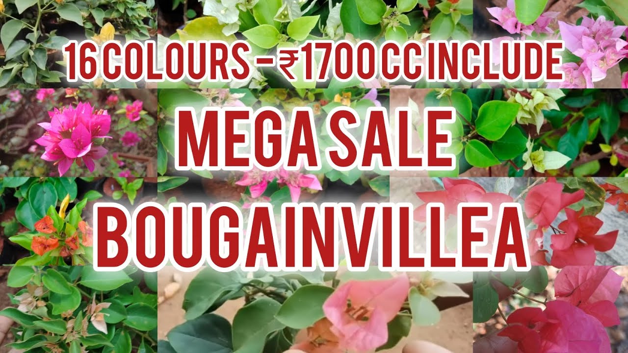 Mega Bougainvillea Sale | ₹1700 only for 16 plants | Pretty Green | #terracegardenindia #plants