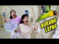 MENANGKAP BURUNG LEPAS, TERBANG DI RUMAH !! Vlog Drama Lucu | CnX Adventurers