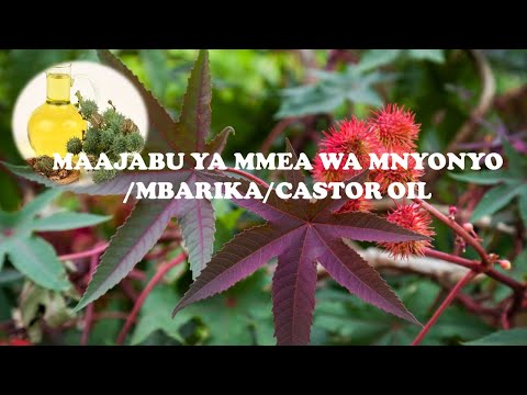 Video: Matunzo ya Mmea wa Mbaazi – Jinsi ya Kukuza Mbaazi za Banguko kwenye Bustani