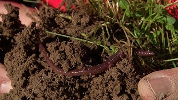 Soils (and their functions) impact Societies