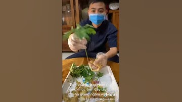 Tam thất hoang ( tam thất rừng ) mọc trên dãy Tây côn lĩnh Hà Giang ngâm với rượu men lá Hà Giang