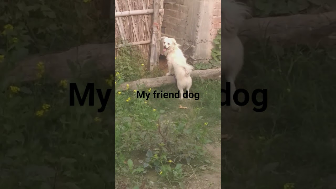 My friend dog