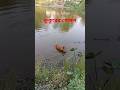 Dogs are swimming in the water in this hot season of Baishakh. #dog #hot #animals #agro