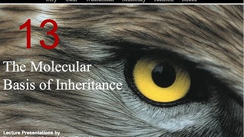 Biology in Focus Chapter 13: The Molecular Basis of Inheritance