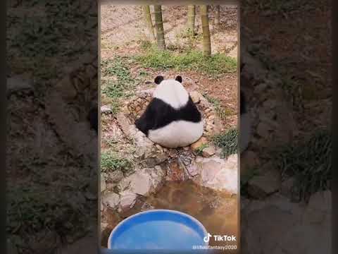 Cute panda videos complation#1 şirin panda videoları