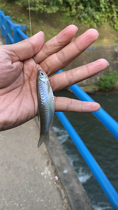 Spot mancing wader pari paling asik di bali #mancing #wader #waderpari