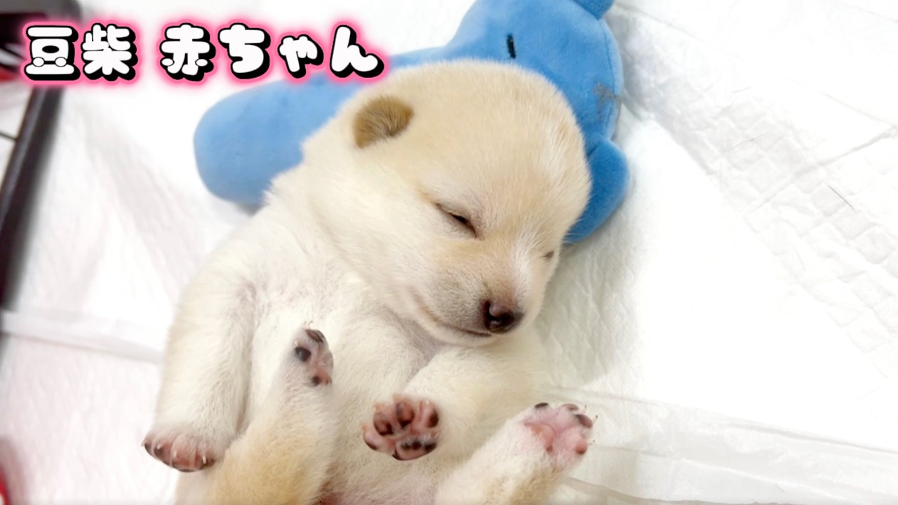 Banbi⭐️ページ ★馬に変身赤柴ちゃん ハイハイにハマった1歳児とハイハイのプロの豆柴を競わせたら面白すぎ