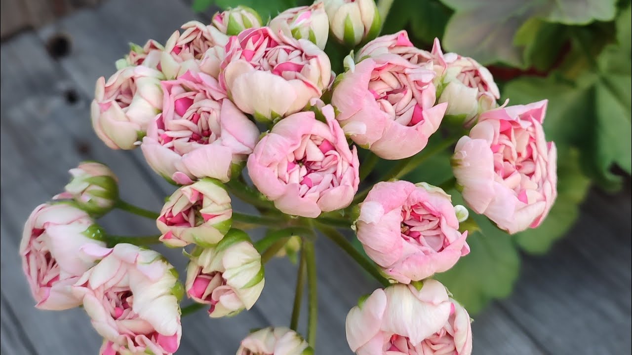 Пеларгония Выращивание Перевалка черенков Пошагово