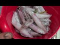 SQUID FISHING IN  Jodrey State Fish Pier Gloucester, Massachusetts