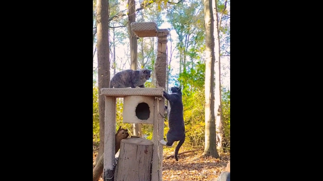 Gray Tabby Wants A Turn 😼 Dilute Tortie Says NO! ❤️ 