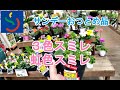 【ガーデニングDIY】おつとめ品サンデー虹色スミレと3色スミレ