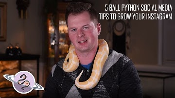5 Ball Python Social Media Tips, Tricks, and Hacks to Grow Your Instagram