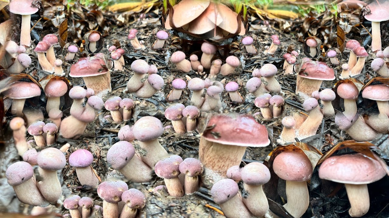 เก็บเห็ดผึ้งยูคาออกคักออกแน มองไปทางไหนก็มีแต่เห็ดครับ [คลิปเต็มย้อนหลัง]