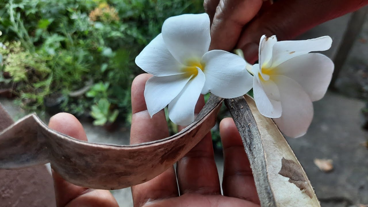 Colhendo Sementes do Jasmin do Caribe - Plantas de Vó [51] - thptnganamst.edu.vn