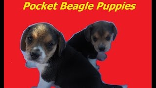 Miniature Pocket Beagle Puppies Tiny Cute Beagles For Sale
