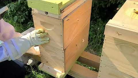 Nuc Hive Entrance Reduction & Upper Entrance for Winter (Rec 09/21)