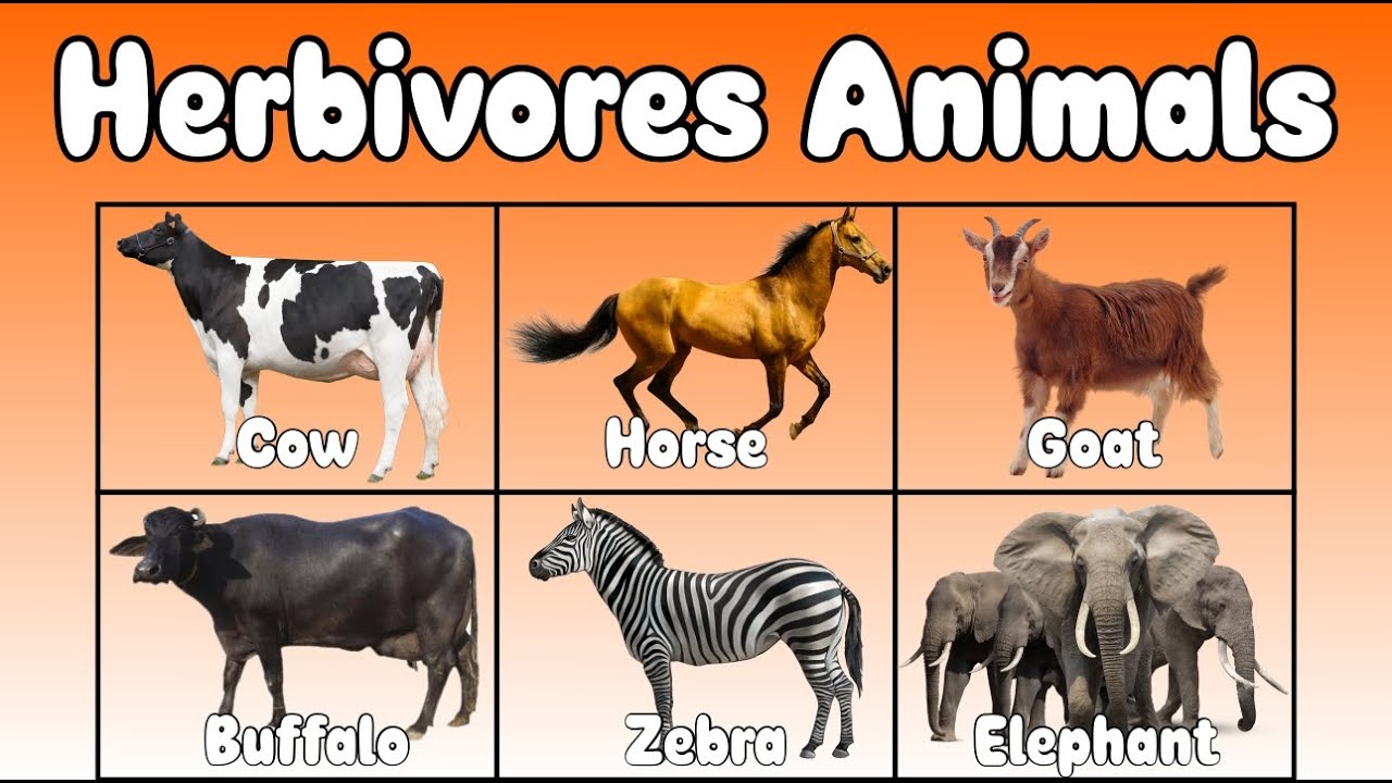 Herbivores animals for kids - YouTube