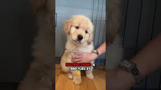 Is It Really Hard to Train a Golden Retriever?🤔#shorts