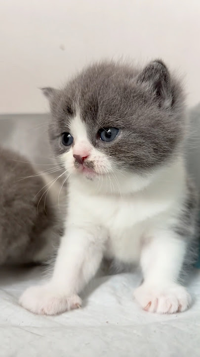 Ayaya #cat #kucing #videokucing #kucinglucu #catlover #britishshorthair #funny #video #viralvideo