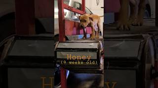 Puppy Growth 9 Weeks Old To 23 Months Old