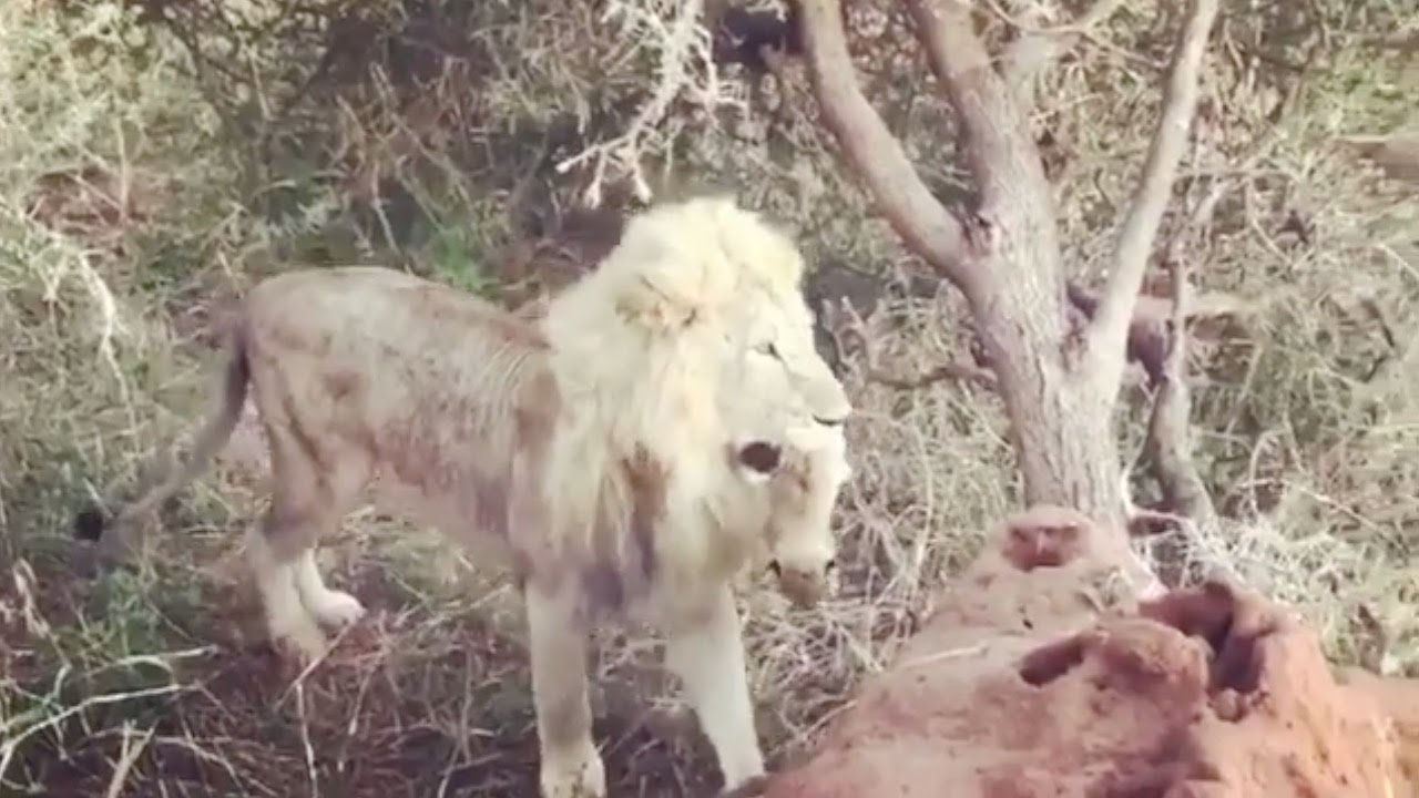 Male lion carrying and taking care of his cub like a lioness YouTube