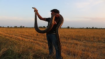 The Brave Man Catch Big Python By Hand In The Field