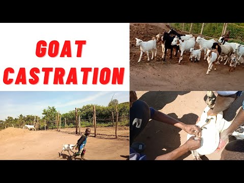 GOAT CASTRATION ; HOW & WHY WE DO IT IN THE AFRICAN VILLAGES: VLOG 23.