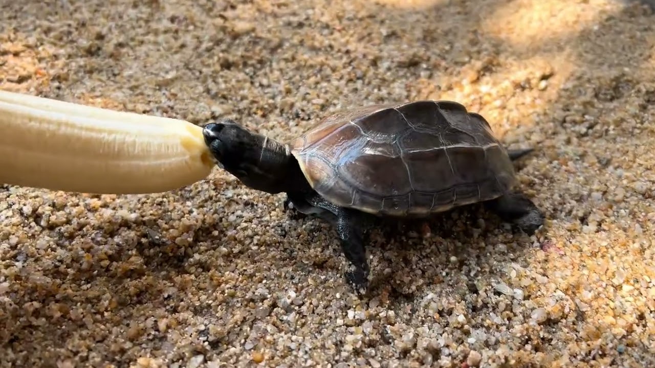 Cute little Turtle eat banana 
