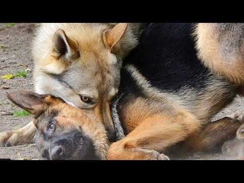 ذئب ياكل كلب مشهد مروع ممنوع لاصحاب القلوب الضعيفه