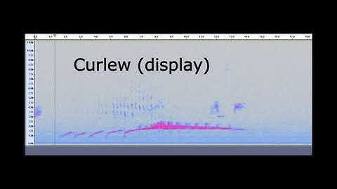 NocMig - A beginners efforts