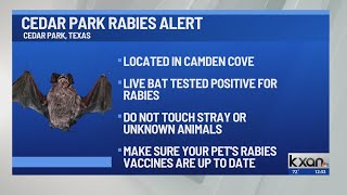 Live bat tests positive for rabies in Cedar Park; multiple people may have had direct contact