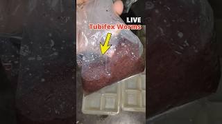 BEST Method To Store BLOOD WORMS or TUBIFEX WORMS