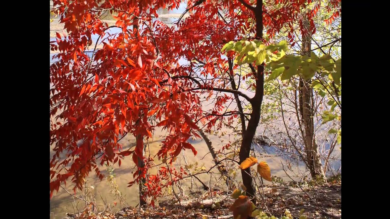 a fall walk music by david tolk youtube in reverence david tolk sheet music
