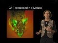 Jennifer Lippincott-Schwartz (NIH) Part 1: Intracellular Fluorescent Imaging: An Introduction