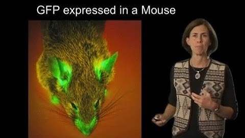 Jennifer Lippincott-Schwartz (NIH) Part 1: Intracellular Fluorescent Imaging: An Introduction