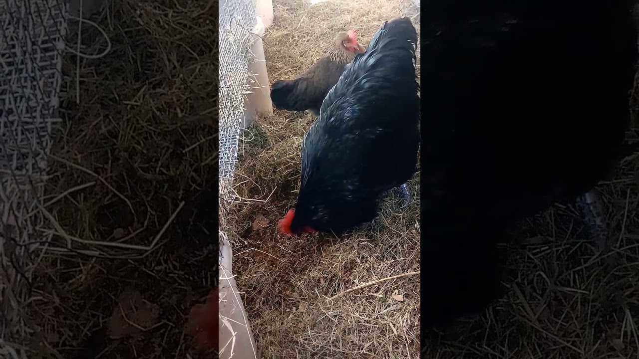 Powerful and Black Jersey Giant Rooster! YouTube