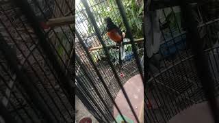 Download Lagu murai dorong ekor nembak 1 nafas 3 lagu, MP3