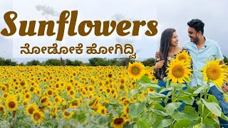 Download Lagu  Sunflower Fields in Gundlupet \u0026 Wildlife Safari at Bandipur | Weekend Vlog| Pramod Sharma | Kannada MP3