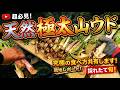 【天然極太山ウド】採れたて究極の食べ方を共有します【現地レポート】