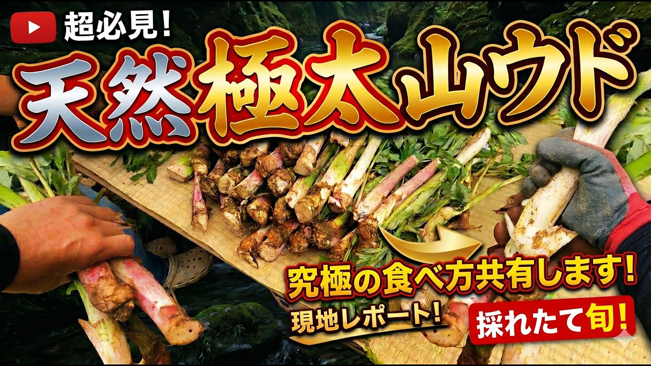 【天然極太山ウド】採れたて究極の食べ方を共有します【現地レポート】