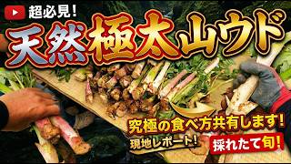 【天然極太山ウド】採れたて究極の食べ方を共有します【現地レポート】