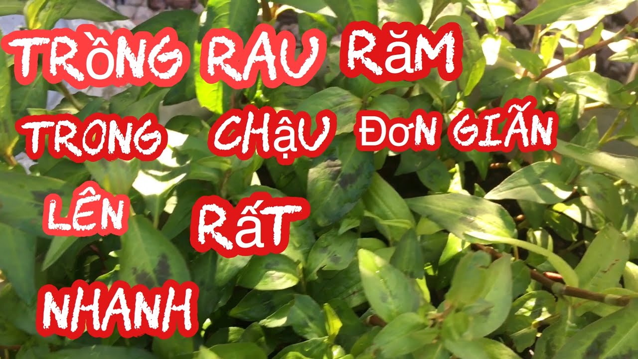 Trồng rau răm trong chậu đơn giản mà lên rất nhanh. - YouTube