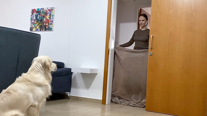Playing Hide and Seek with My Dog