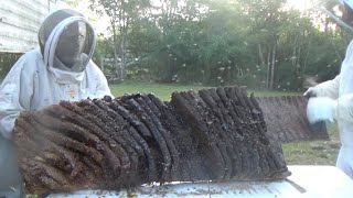 What does a 150 pound, feral beehive look like?